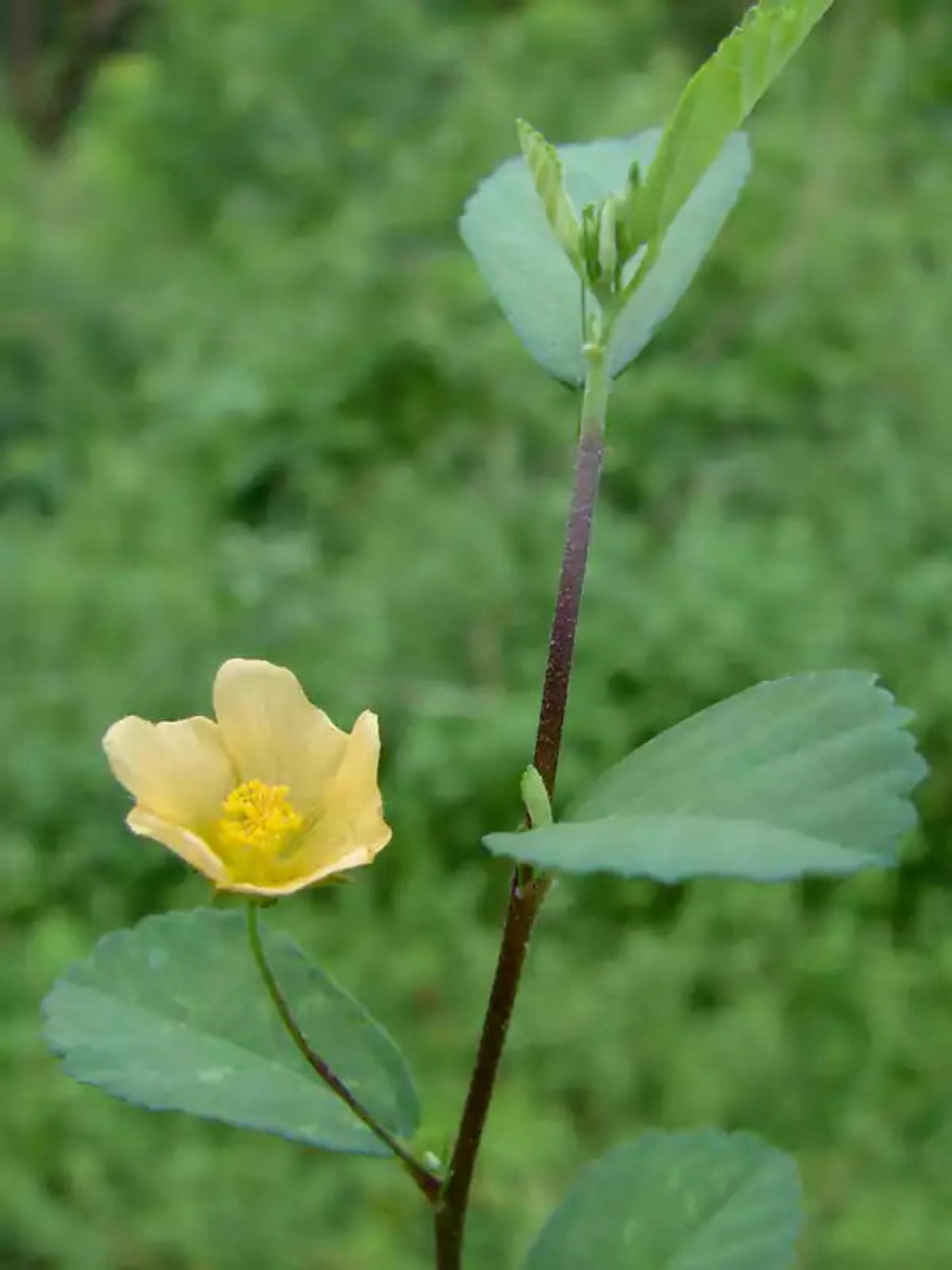 sida rhombifolia Yellow flower host plant for tropical checkered skipper butterfly