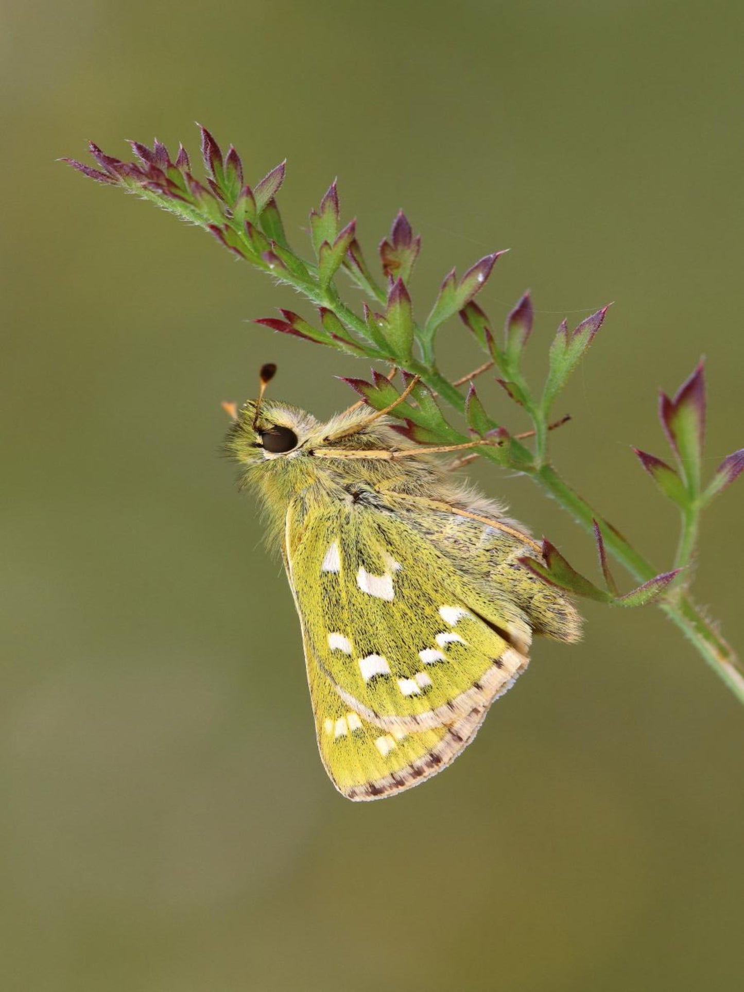 Silver Spotted skipper