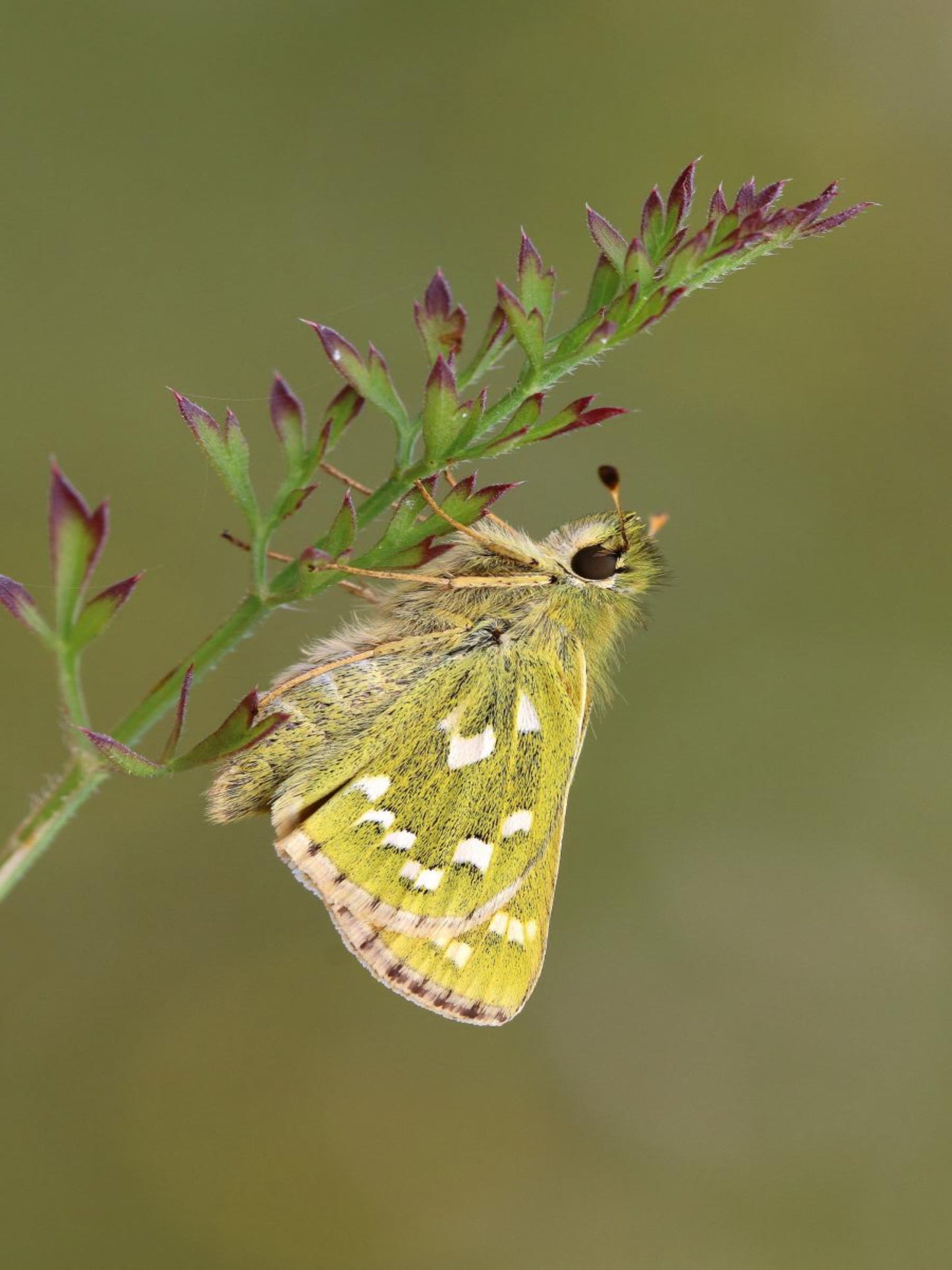 silver spotted skipper butterfly on his host plant cirsium altissimum " tall thistle"