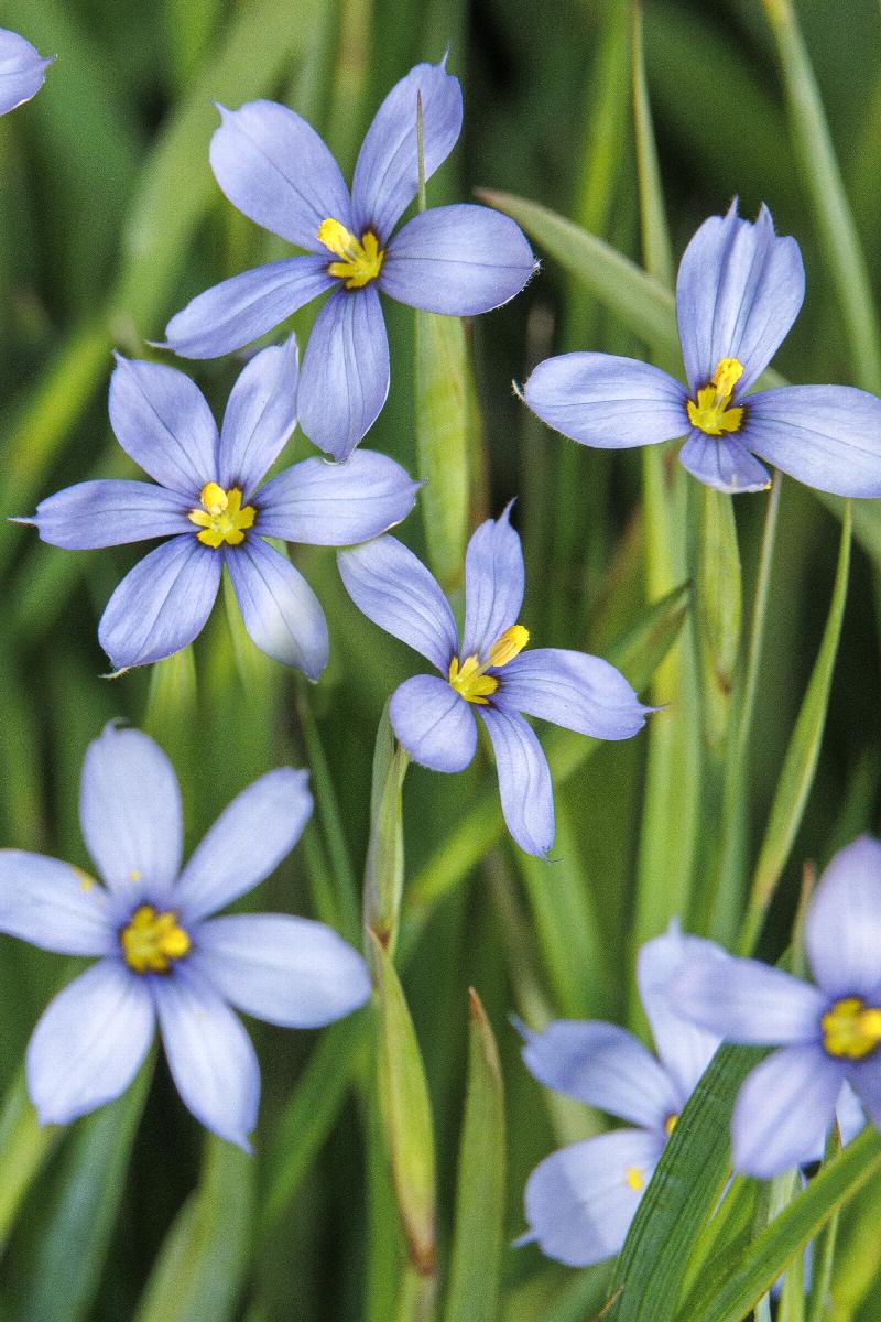 Sisyrinchium Angustifolium " Blue eyed Grass"