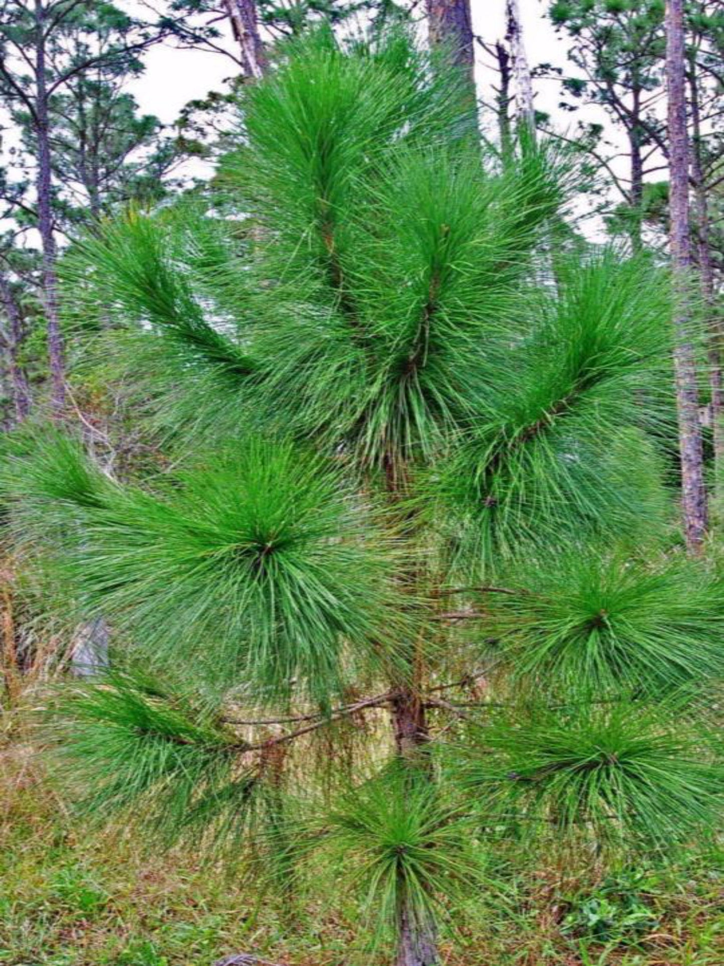 slash pine from Florida
