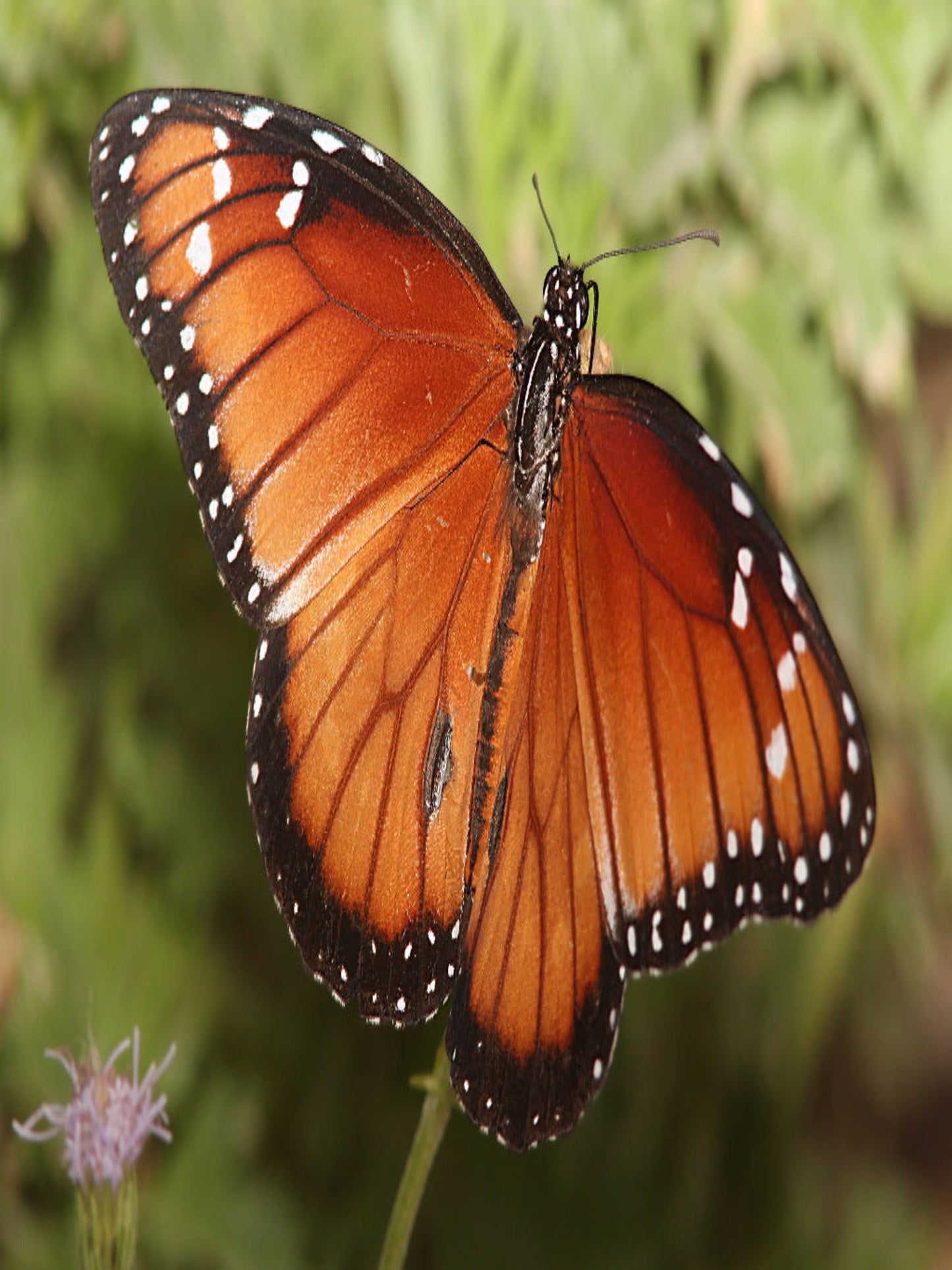 soldier butterfly uses sandhill milkweed as host plant