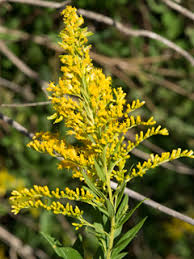 Solidago Canadensis "Canada Goldenrod"