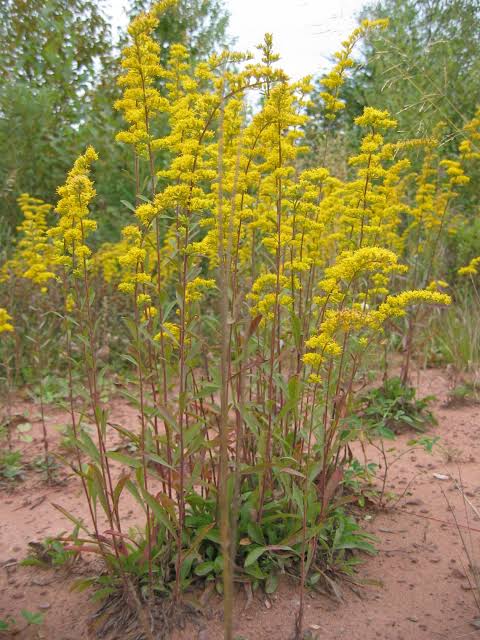 Solidago Nemoralis "Field Goldenrod"