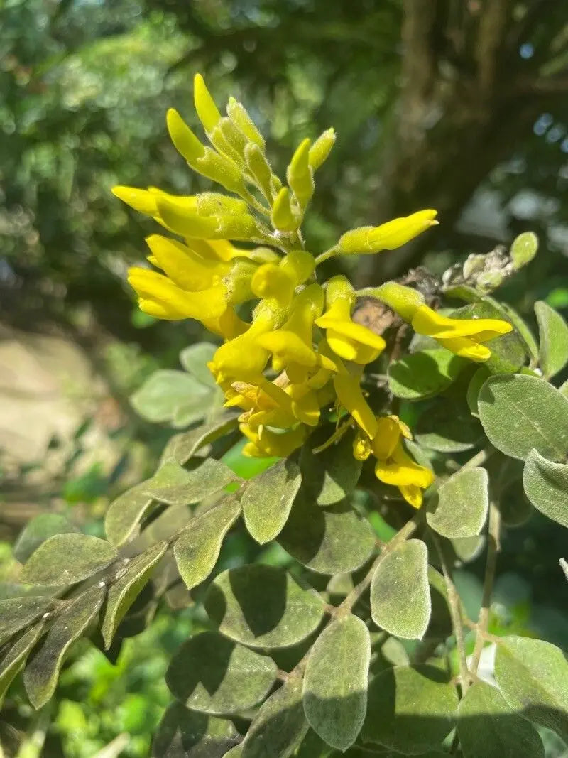 Sophora Tomentosa "Necklace Pod"