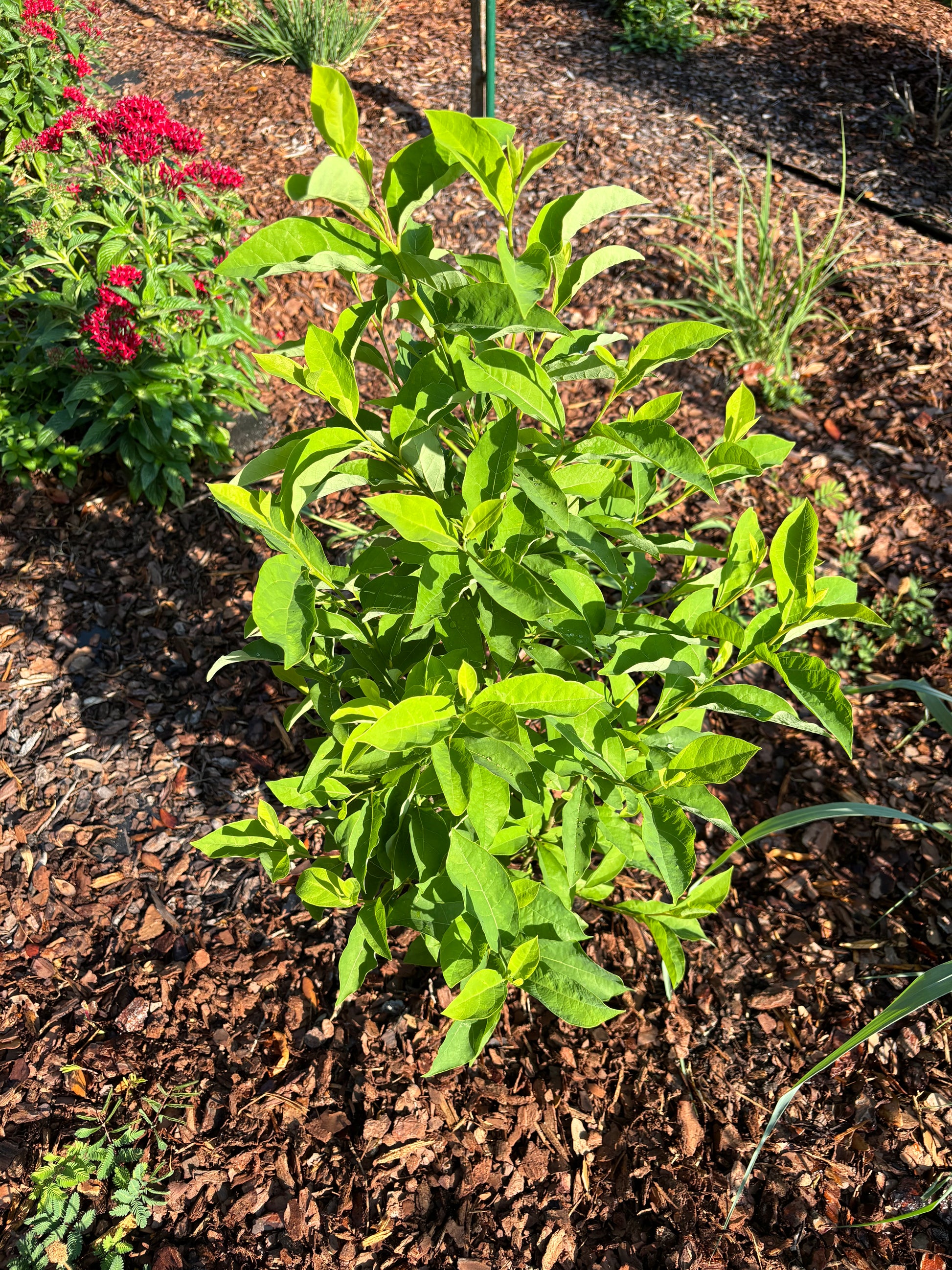 spicebush plant is host plant for the spicebush swallowtail butterfly