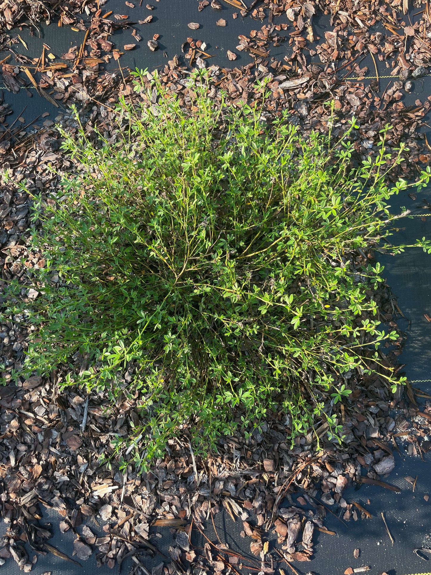 stylosanthes biflora is the host plant for Barred yellow butterfly