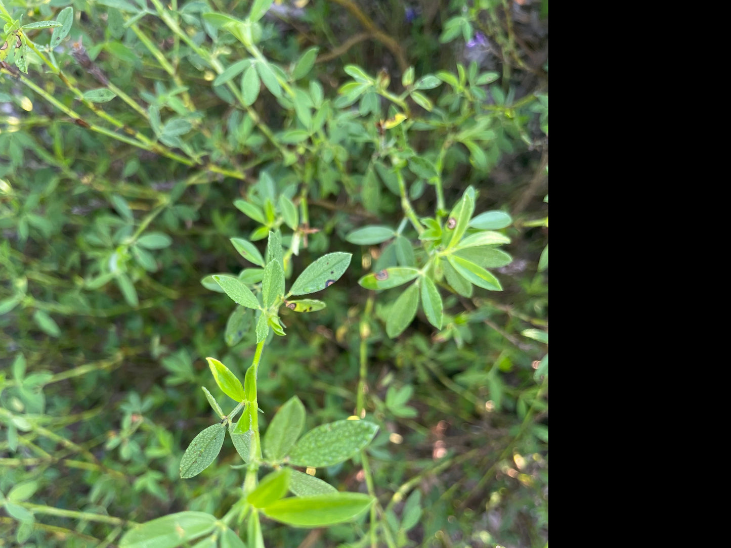 stylosanthes biflora leaf is important food for Eurema Daira butterfly