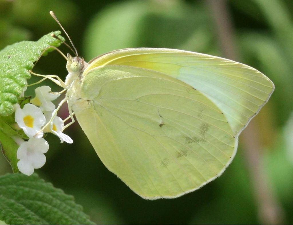 Sulphur butterfly on his host plant flower