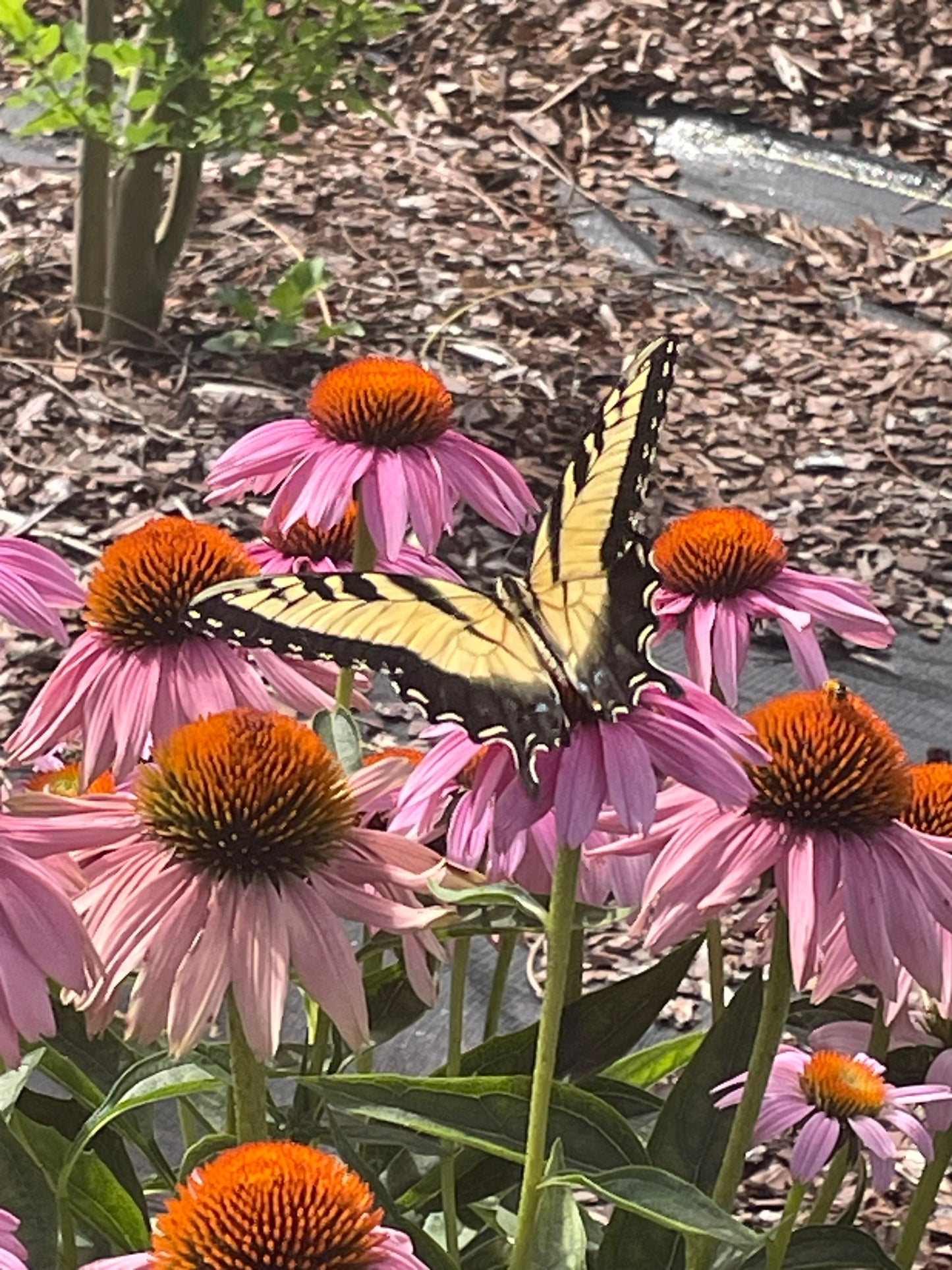Tiger swallowtail on cone flowers nectar