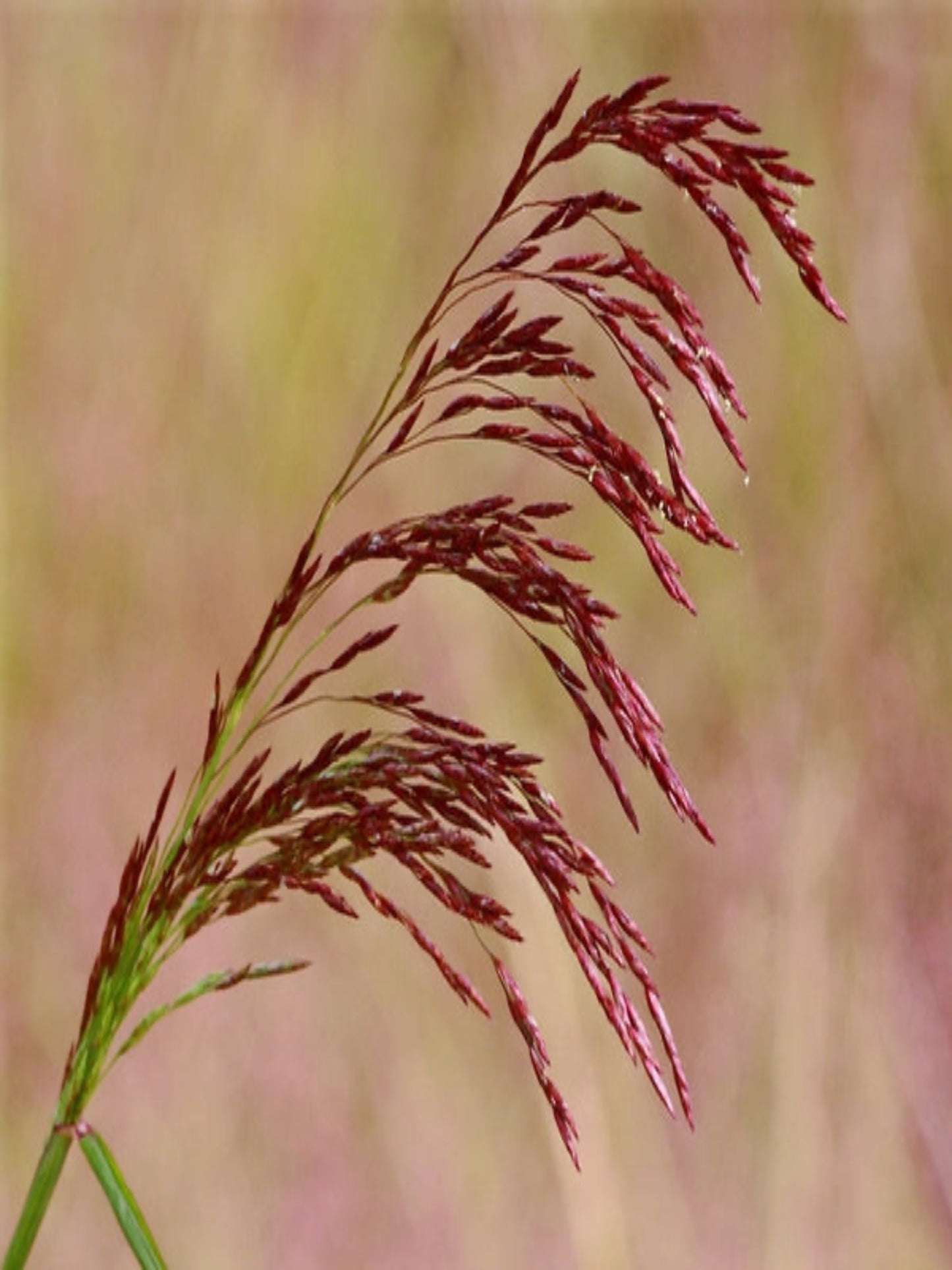 tridens flavus "purpletop" is the host plant for skipper butterfly