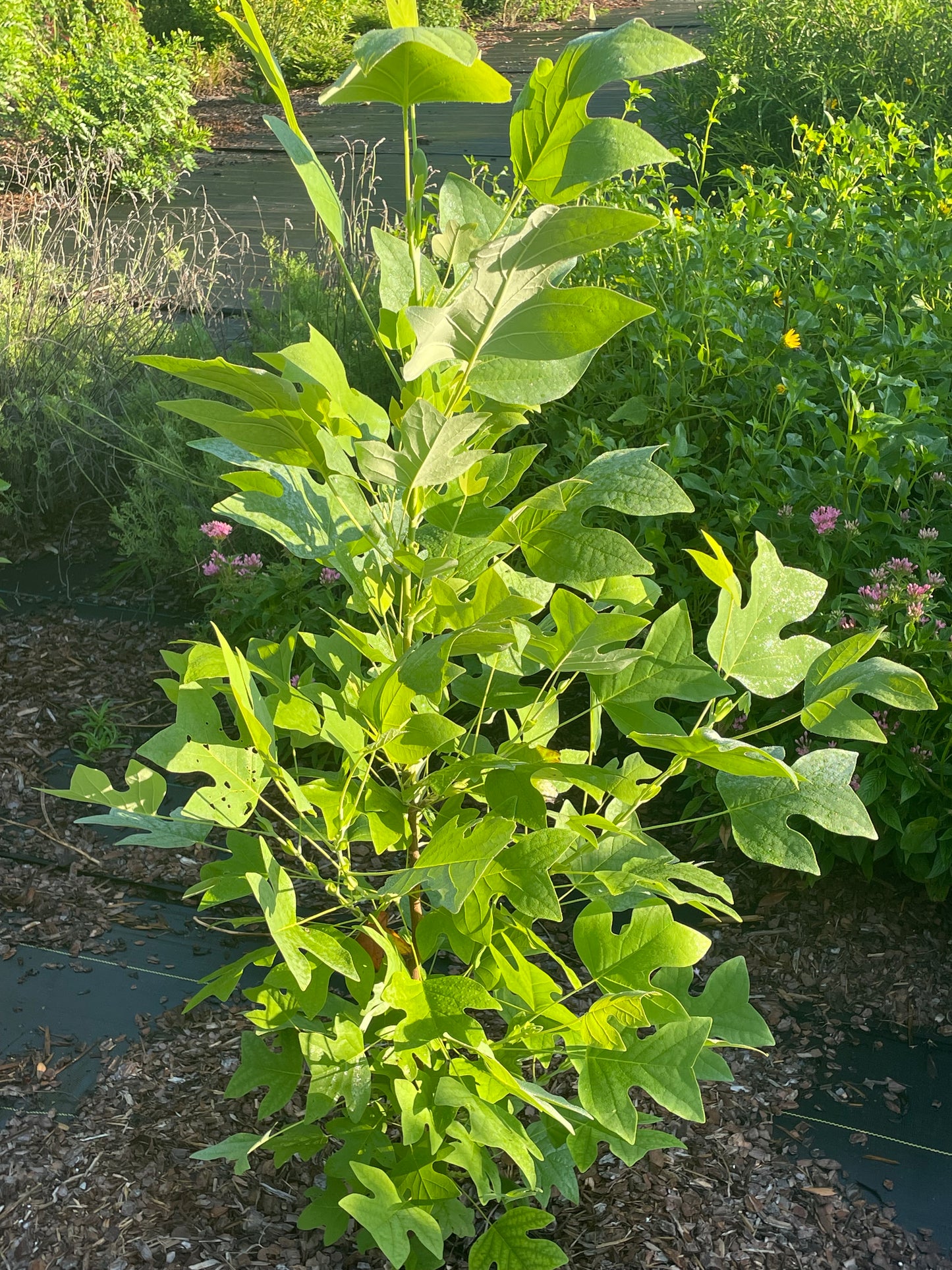 tulip poplar tree host plant of tiger swallowtail