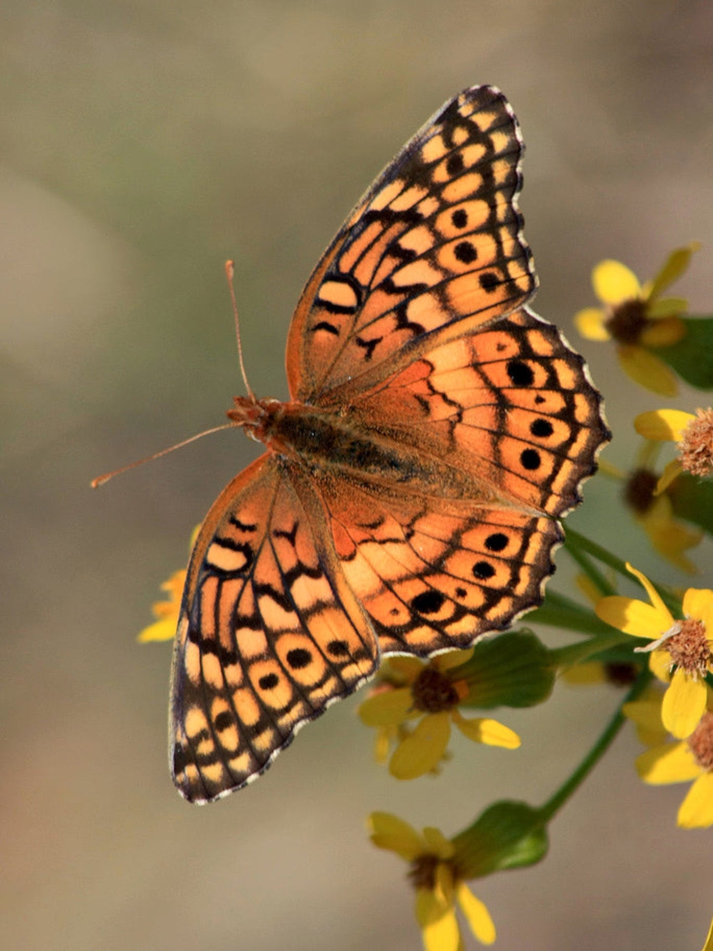 variegated fritillary butterfly on nectar flower @ Eden of Wings gardens