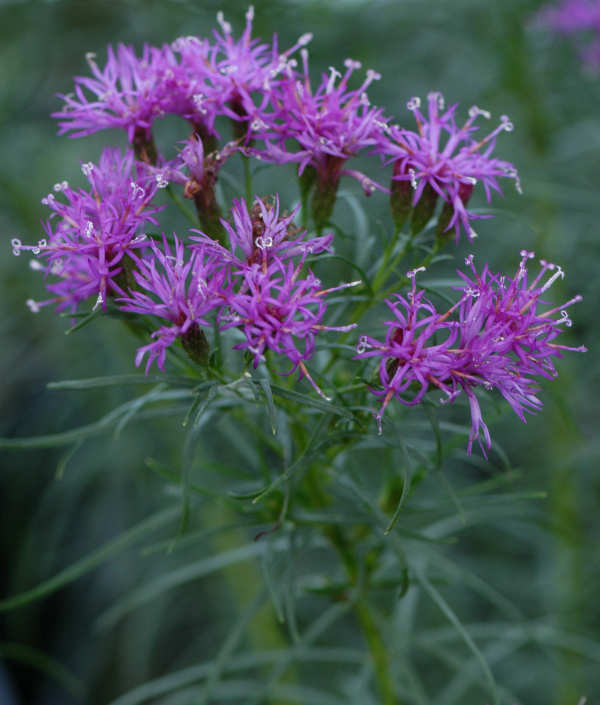 Vernonia Angustifolia "Narrowleaf Ironweed"