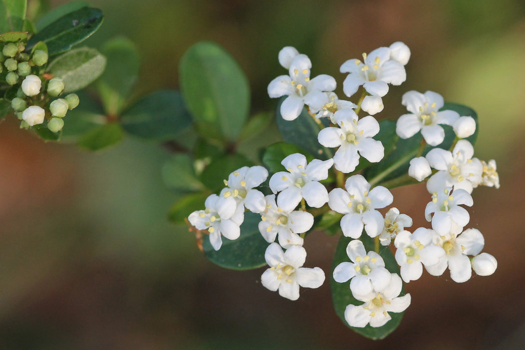 Viburnum Obovatum "Walter's Viburnum"