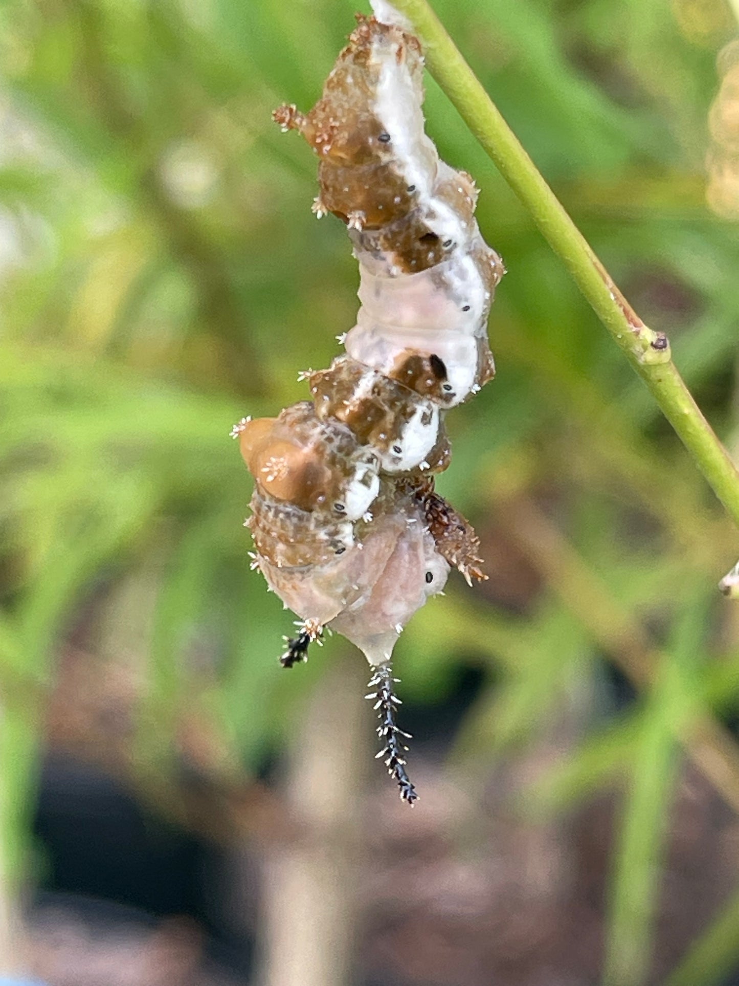viceroy chrysalis on host tree white ash