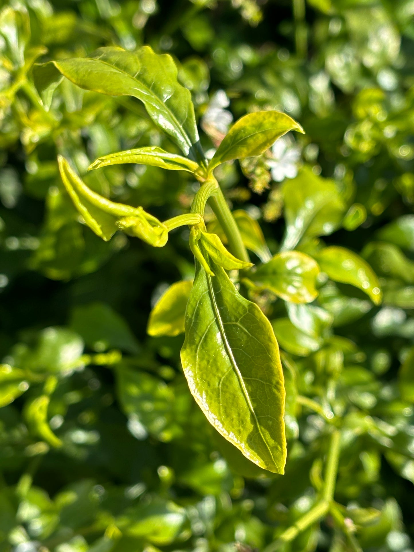 wilg plumbago leaf with eggs of Cassius blue butterfly