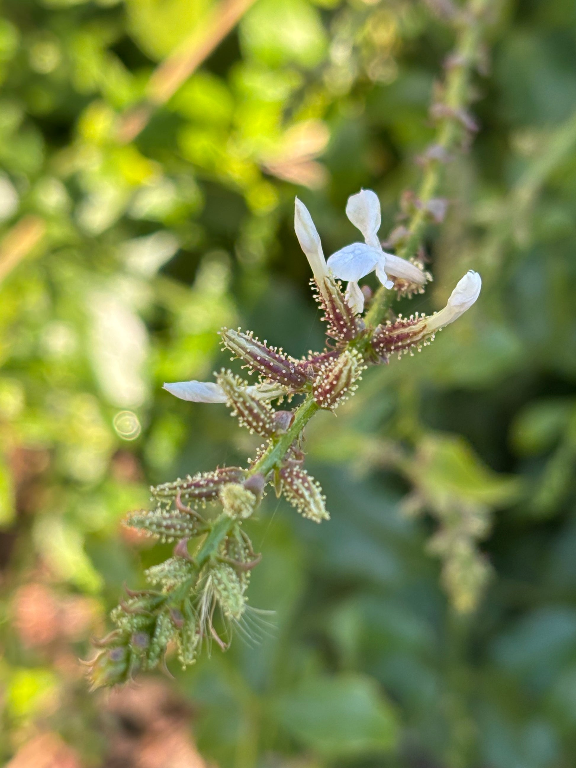 wild plumbago seed closeup picture