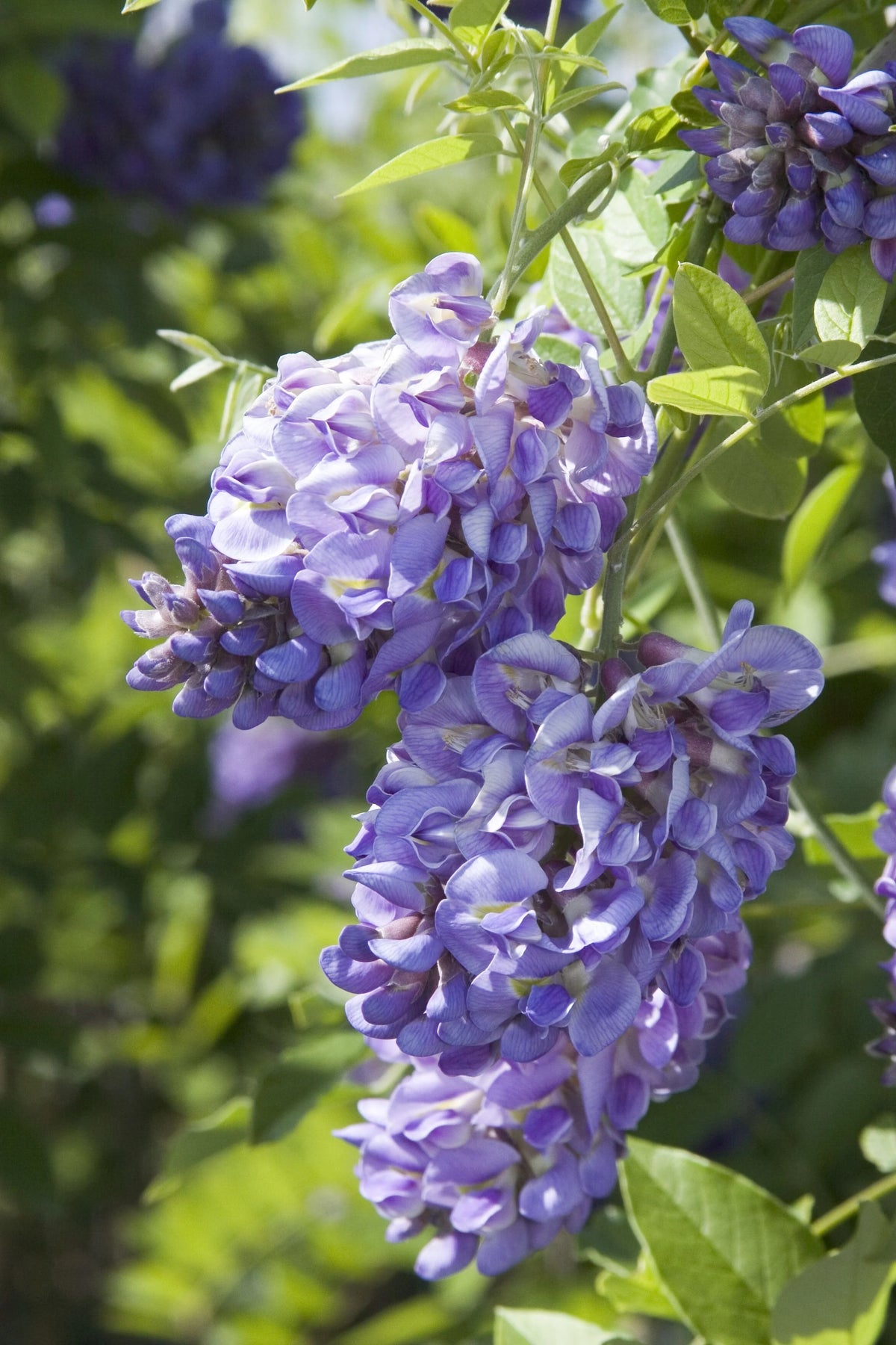 Wisteria Frutescens "American Wisteria"