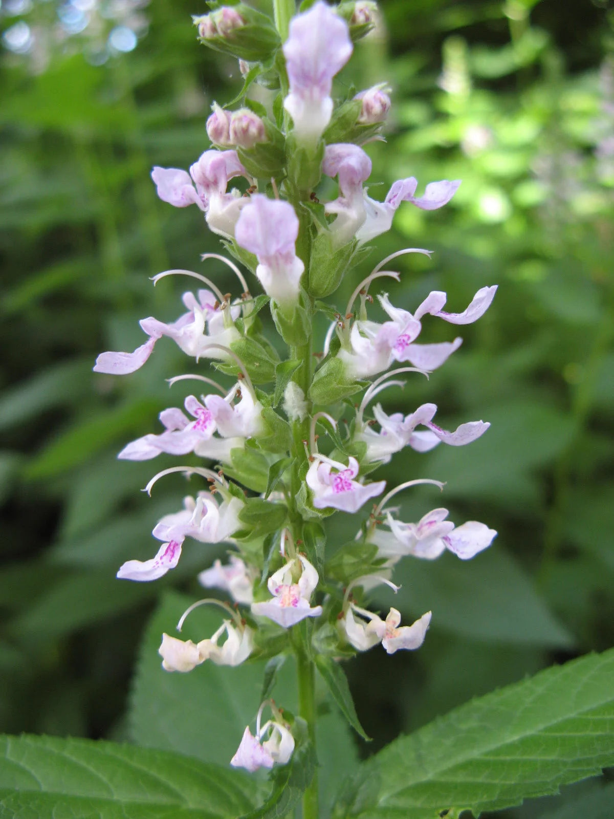 Teucrium Canadense "Wood Sage"