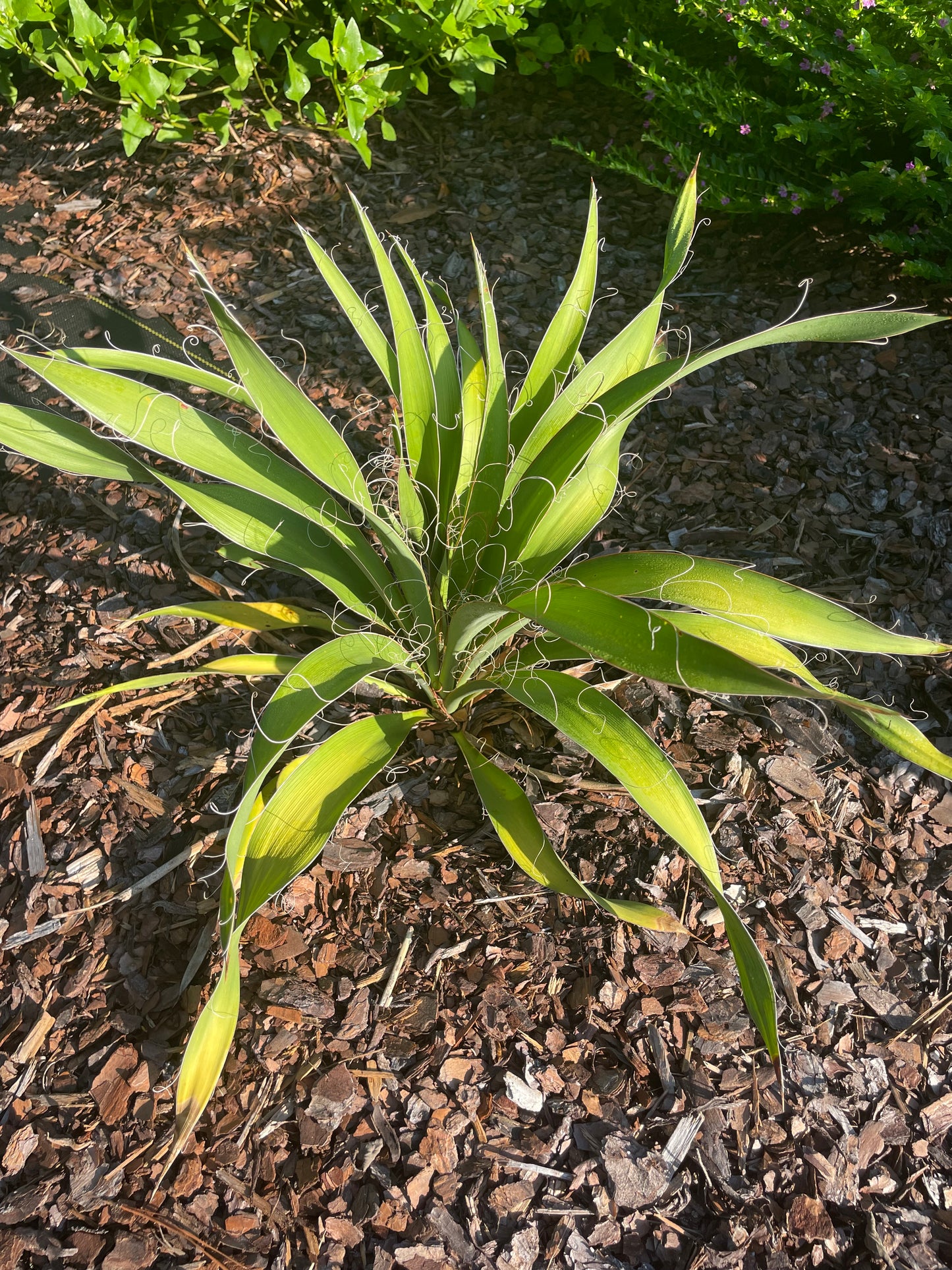 yucca filamentosa " Adam's needle" is the host plant for Yucca Giant Skipper butterfly