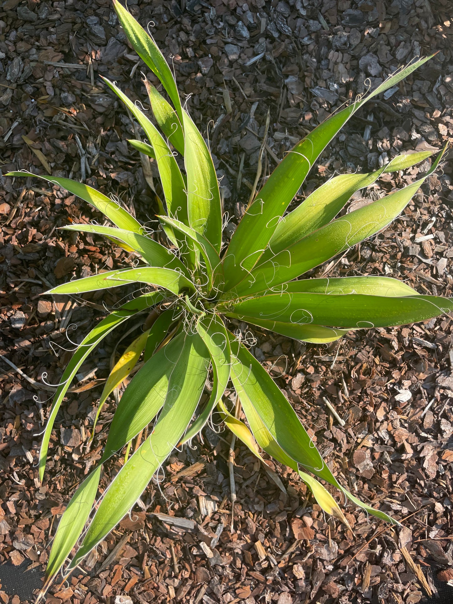 yucca filamentosa is the host plant for Cofaqui Giant Skipper butterfly