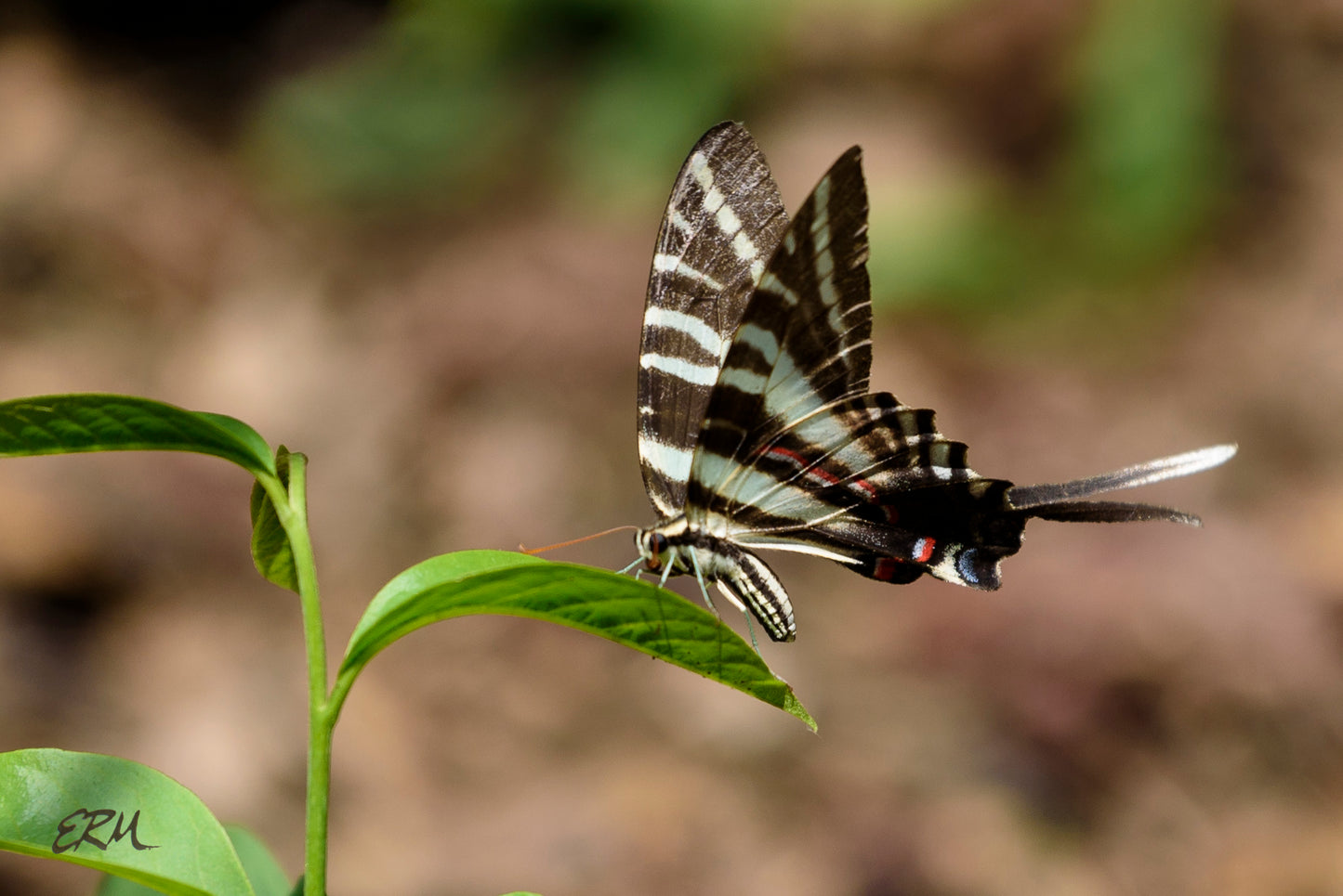 zebra swallowtail butterfly on his host plant pond apple