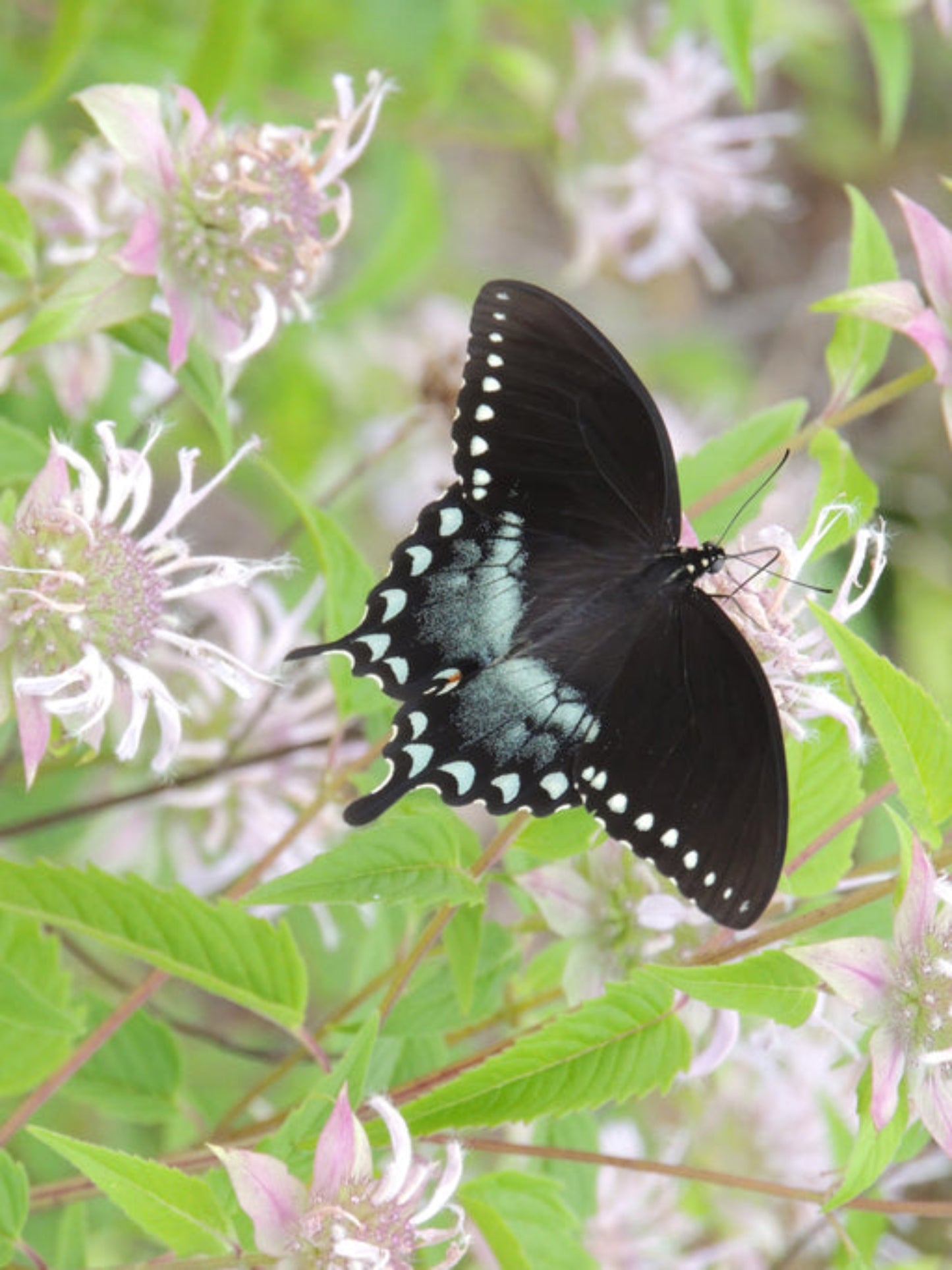 spicebush swallowtail butterfly on nectar flowers