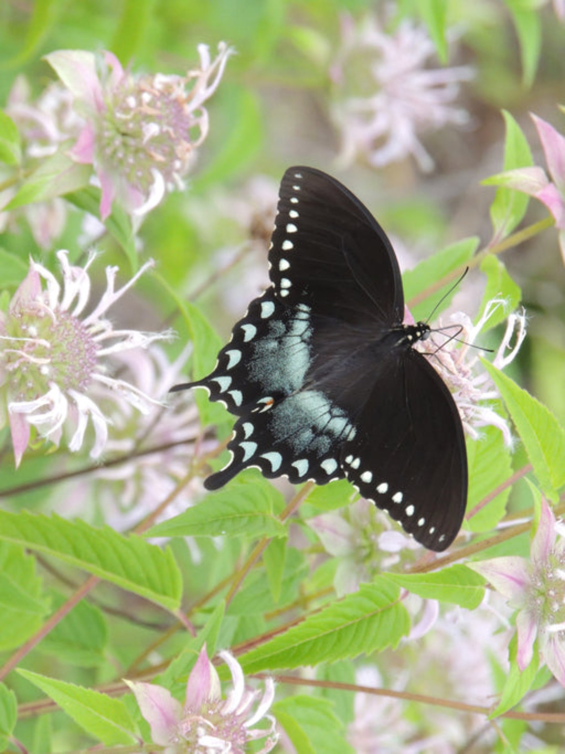 spicebush swallowtail butterfly on nectar flowers