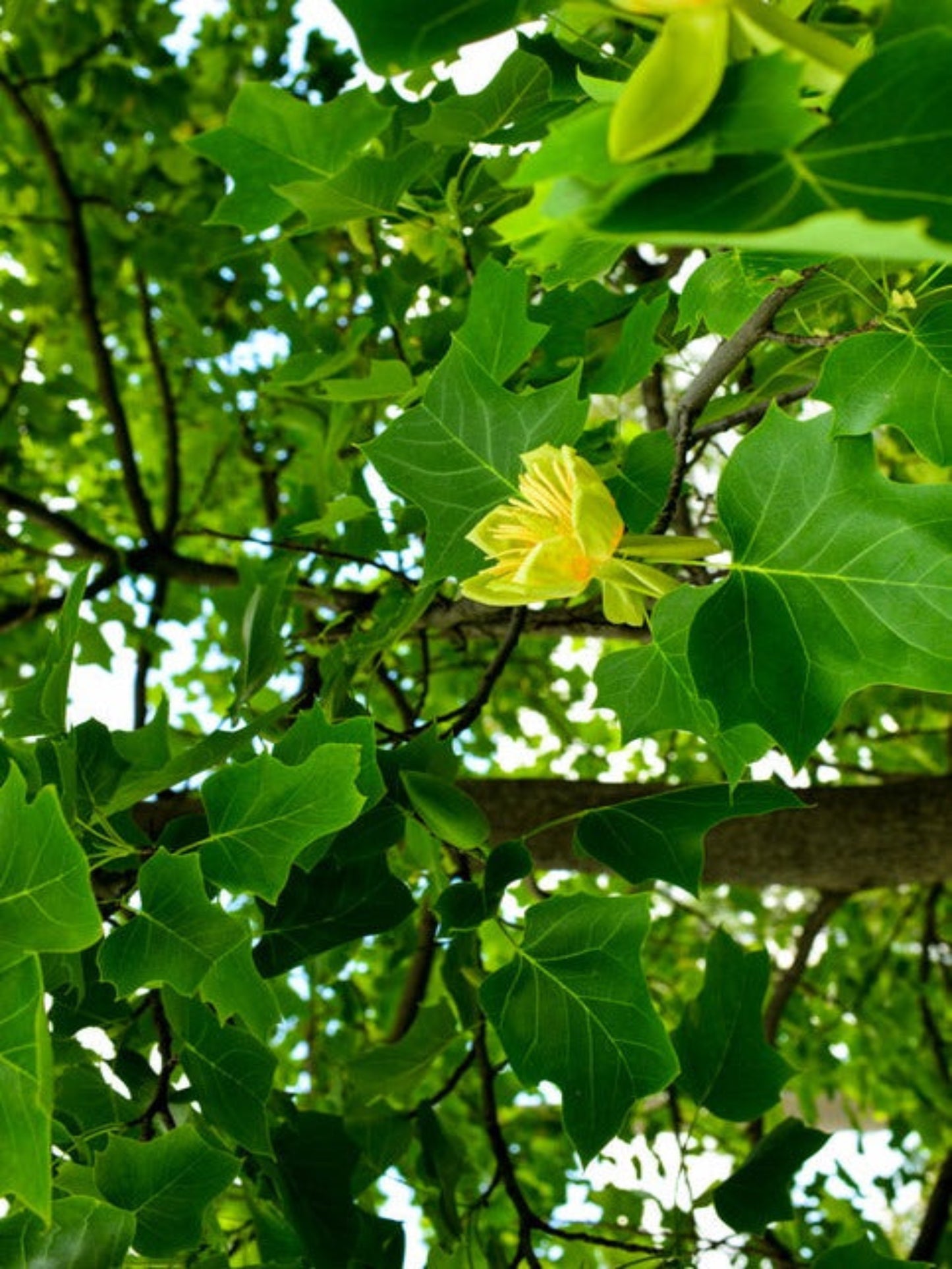liriodendron tulipifera flower host plant forager swallowtail
