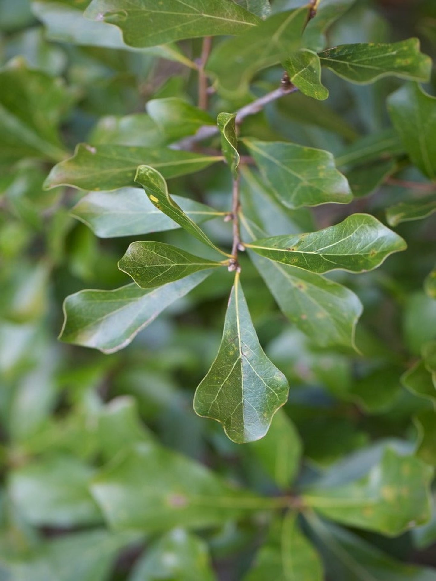 Quercus negra " water oak" is host tree for skipper butterflies