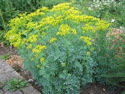 ruta graveolens is the host plant for giant swallowtail