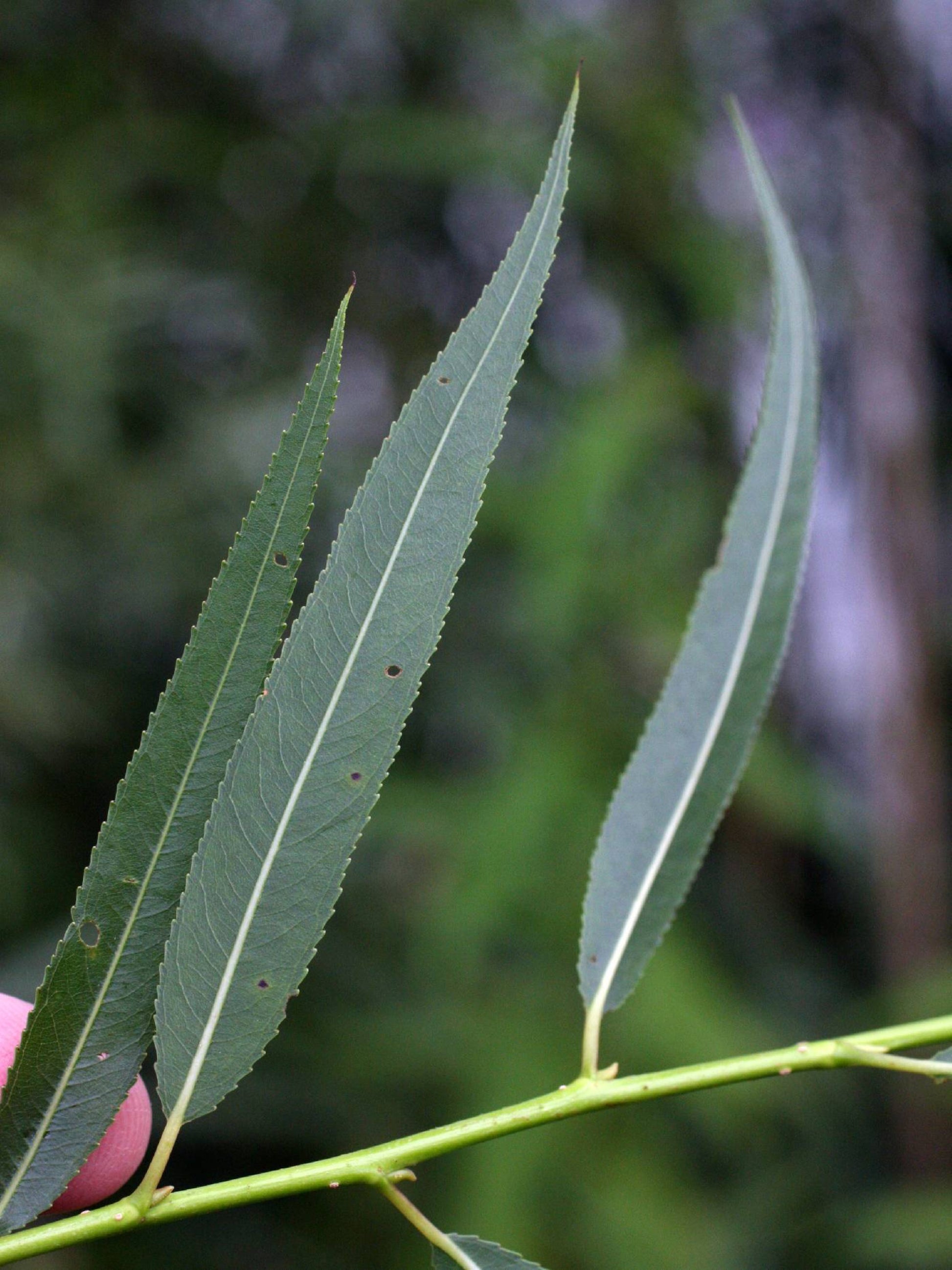 black willow is the host plant for viceroy butterfly