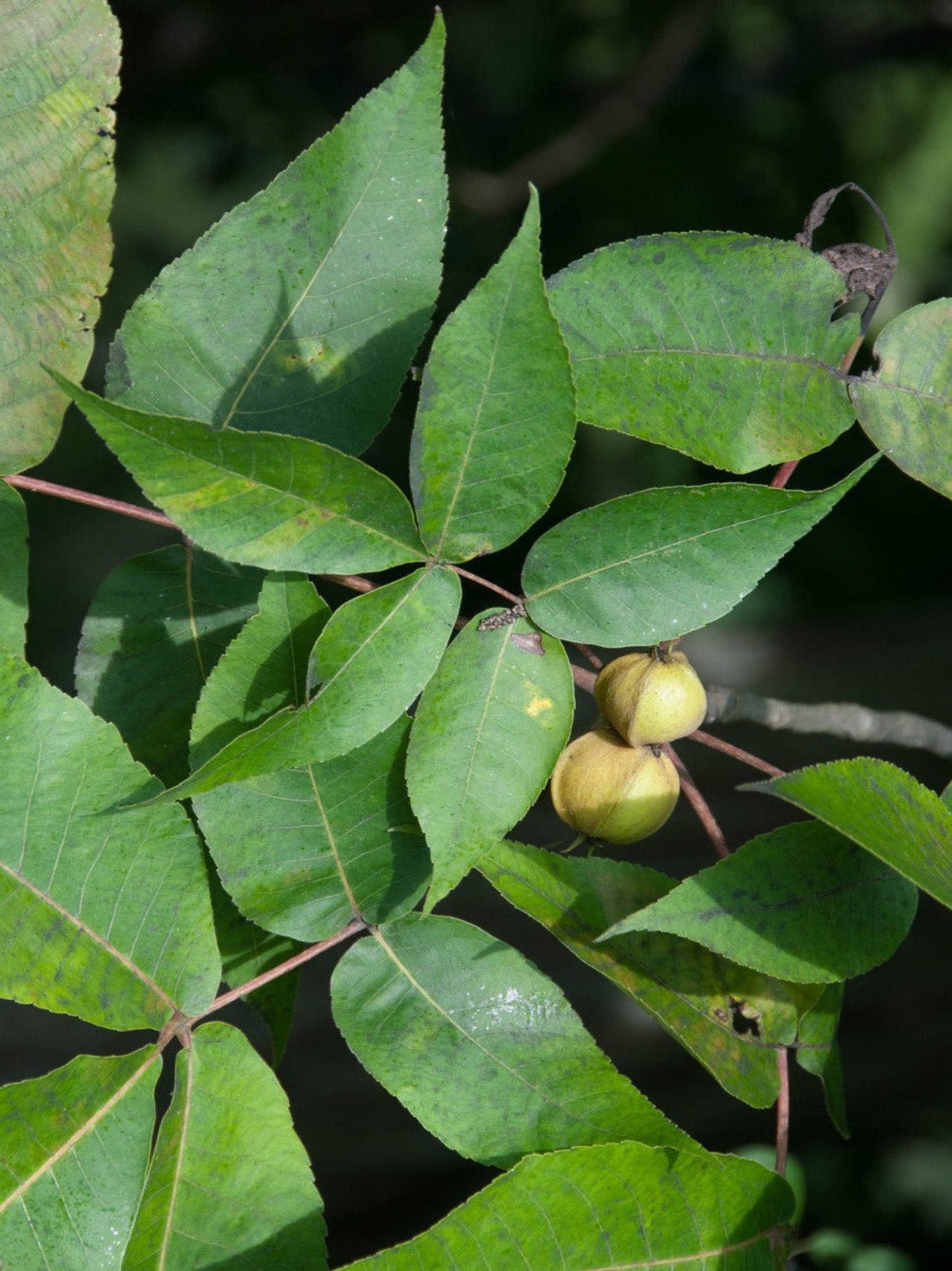 carya glabra " pignut hickory" host plant for luna moth and banded hairstreak butterfly