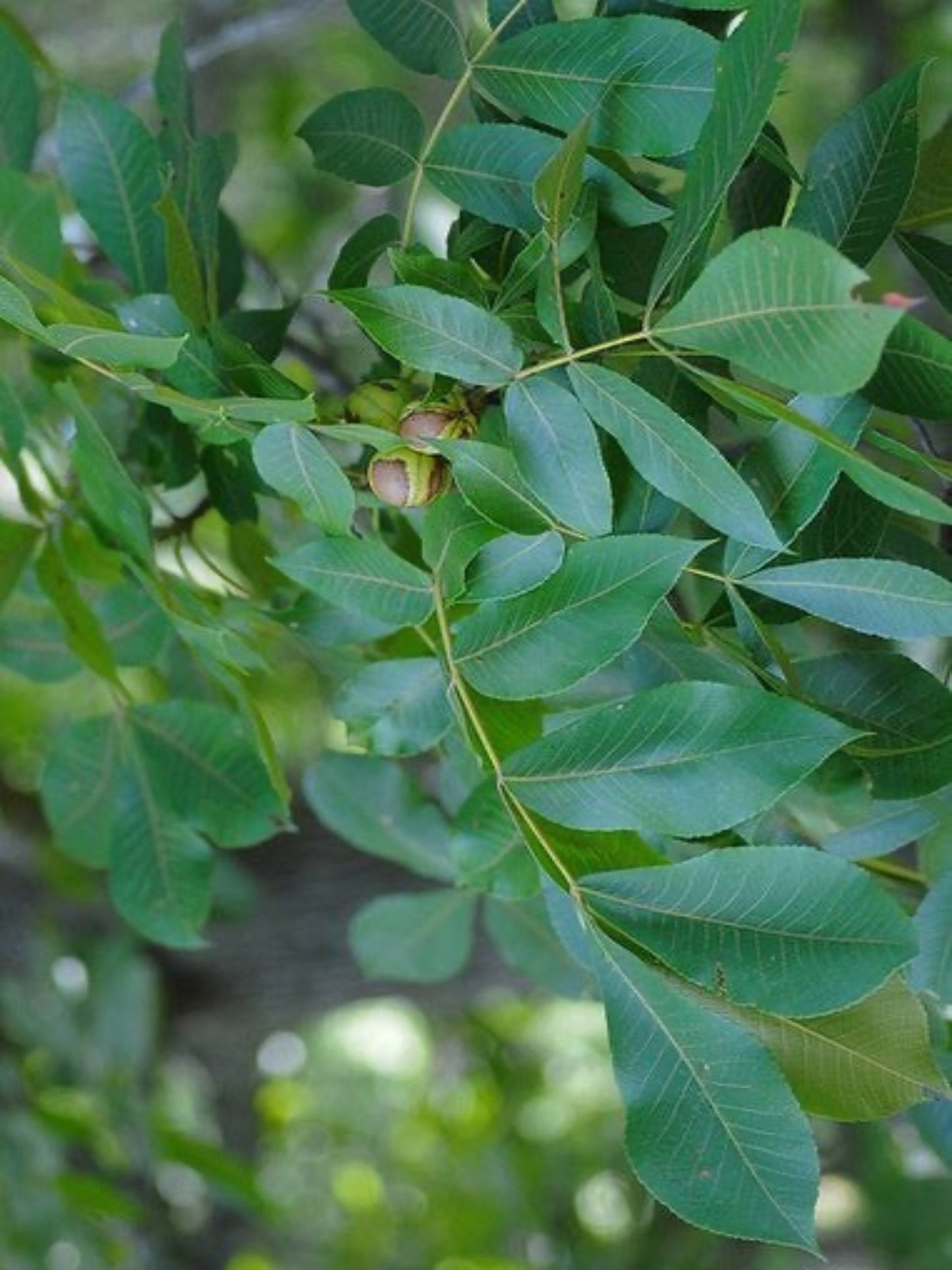 Carya Tomentosa " Mockernut" host plant for banded hairstreak butterfly