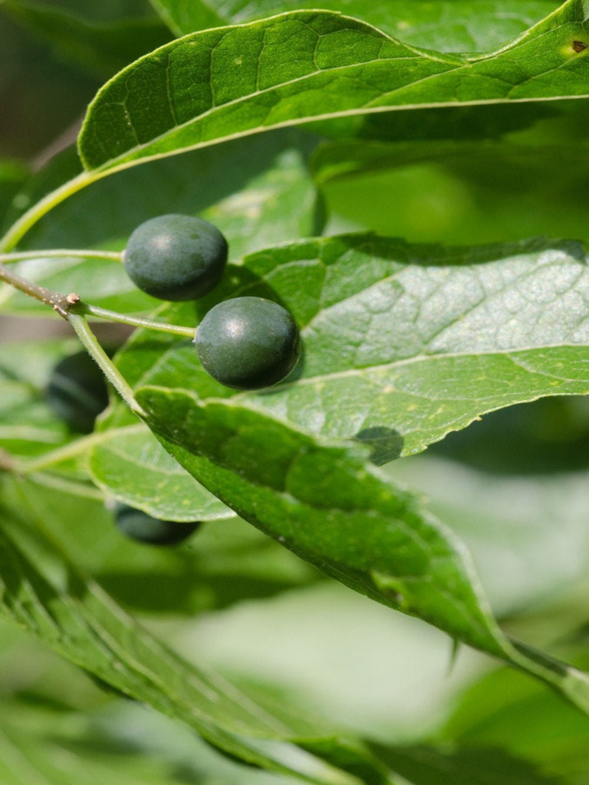 Celtis laevigata " sugar berry" fruit is the host plant for question mark butterfly