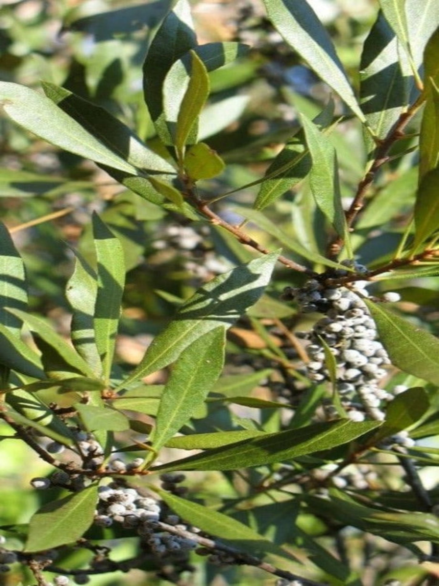 Morela Cerifera is the host plant of red banded hairstreak butterfly