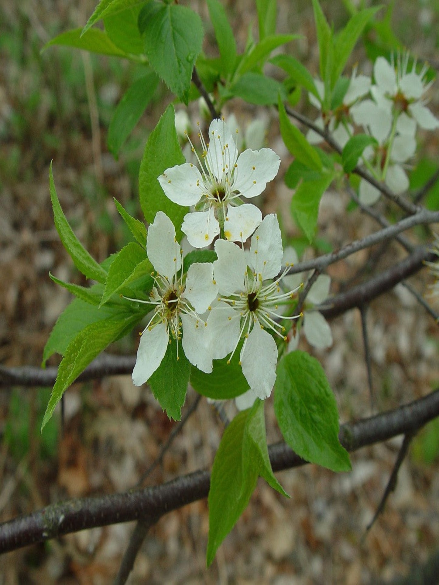 prunus American flowers is the host plant for red spotted purple butterfly