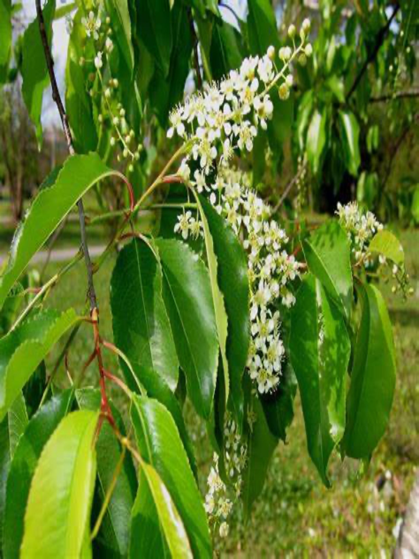 prunus serotina is the host plant for red spotted purple butterfly
