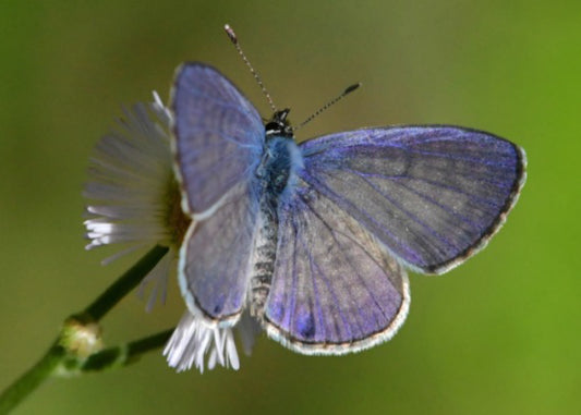 Cassius Blue Butterfly on his host plant