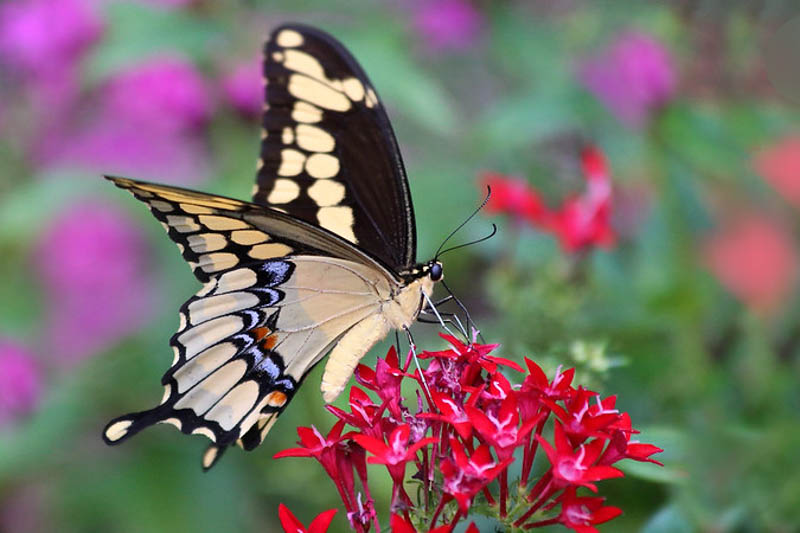 giant swallowtail butterfly @ Eden of Wings, FL garden