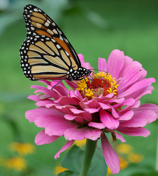 Monarch on a zinnia at Eden of Wings, FL gardens