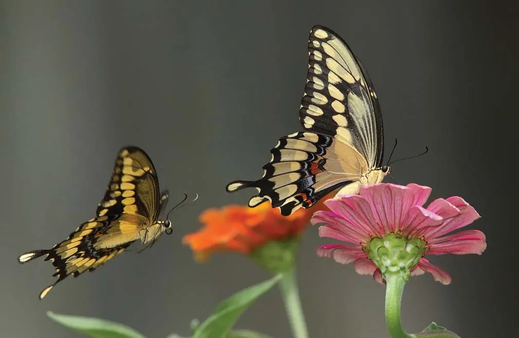 tiger swallowtail butterfly @ Eden of wings, FL garden