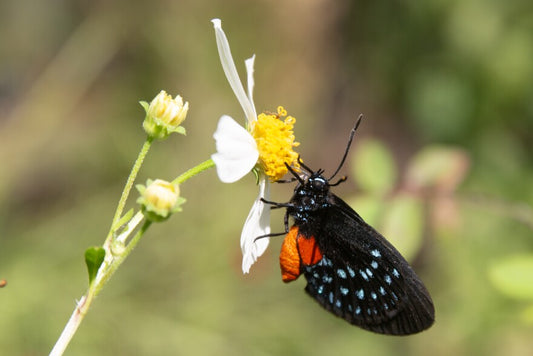 Florida Atala nectarine on a white Bidens flowers