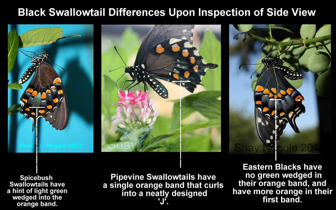 Difference between Spicebush, Pipevine and Black Swallowtail