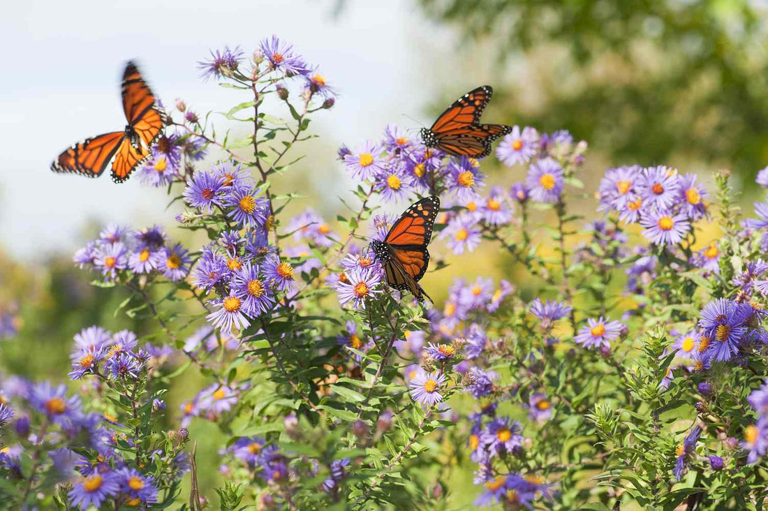 Plant a Sanctuary for butterflies, Bees and Birds from Eden of Wings, FL