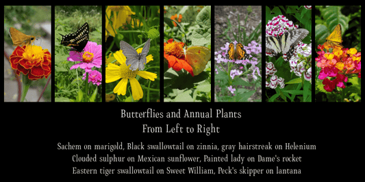 Butterflies on nectar plant at Eden of Wings, Deltona FL