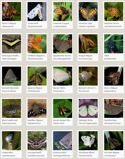 Which butterfly Species can I attract in my Garden Zone in Florida? from Eden of Wings