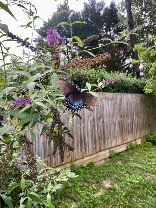 fence protect butterflies from a stiff breeze from Eden of Wings