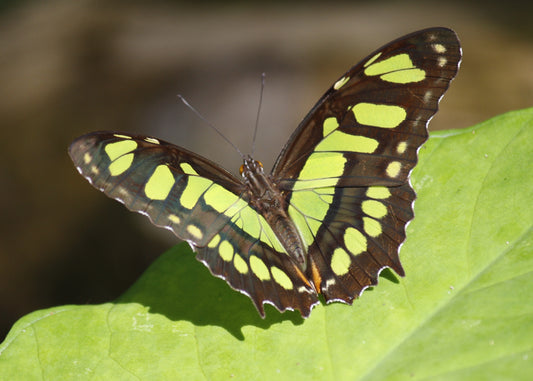 malachite butterfly @ Eden of Wings, FL garden